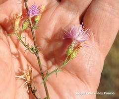 Centaurea aristata