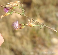 Centaurea aristata