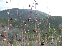 Streptanthus glandulosus glandulosus