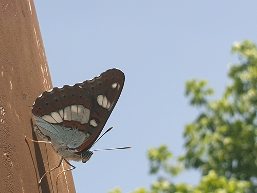 Southern White Admiral