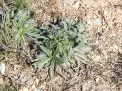 Plantago bellardii