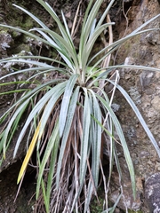 Celmisia major, photograph (c) Irisa Hudson, some rights reserved (CC BY)