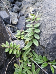 Veronica obtusata