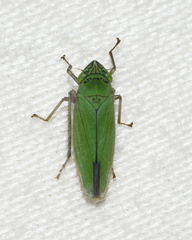 Draeculacephala inscripta