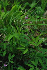 Lathyrus linifolius montanus