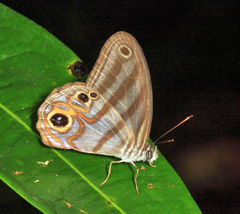 Chloreuptychia herseis
