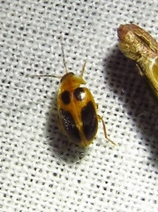 Sacodes pulchella