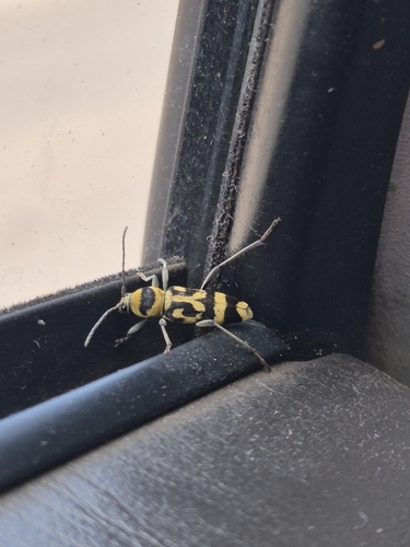 Grape Wood Borer