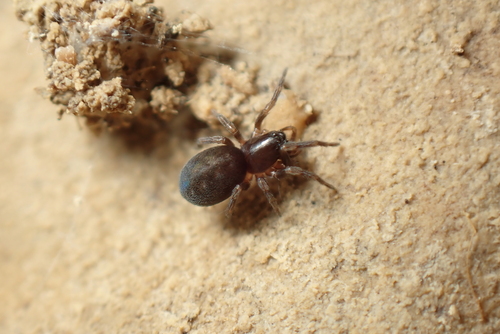 Altella hungarica