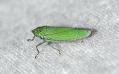 Draeculacephala inscripta