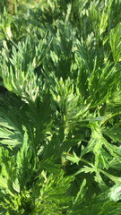 Artemisia vulgaris