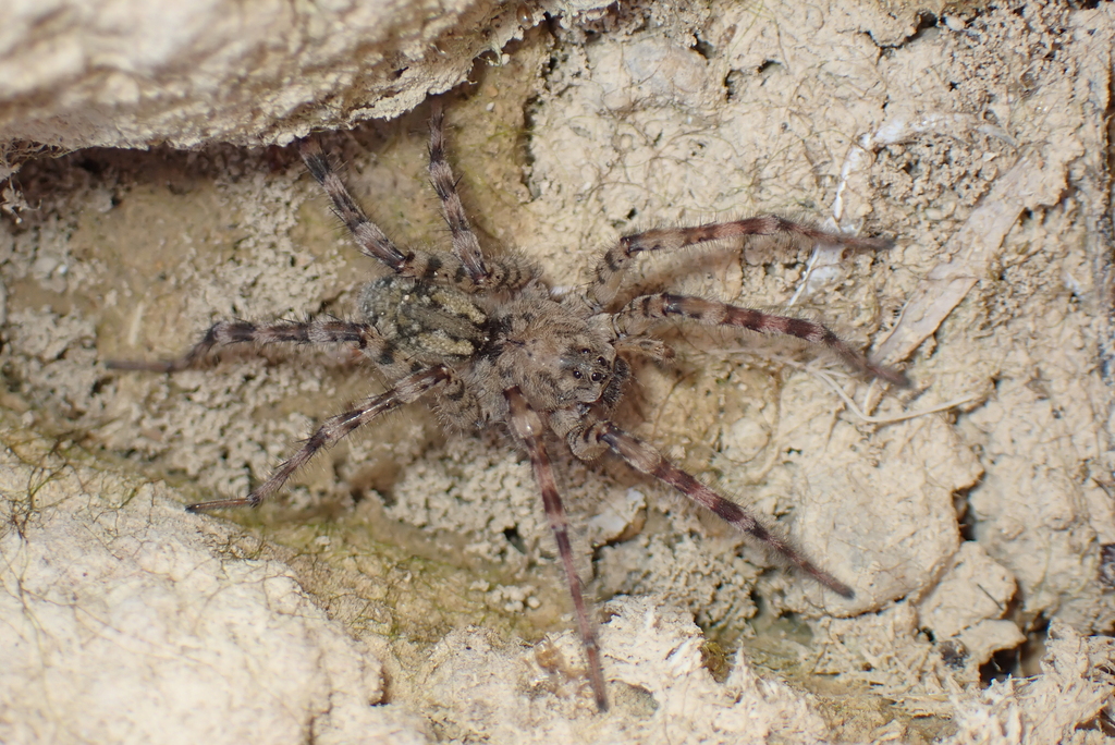 Arctosa similis