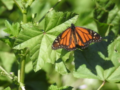 Danaus plexippus