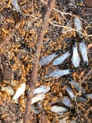 Solenopsis punctaticeps