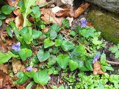 Viola riviniana