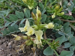 Astragalus beckwithii