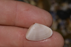 Latona cuneata