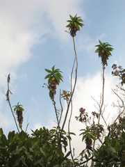 Siphocampylus giganteus