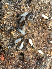 Solenopsis punctaticeps