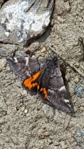 Infant Moth photo 4