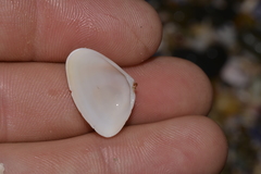Latona cuneata