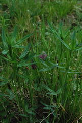 Trifolium rubens
