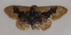 Idaea gemmata