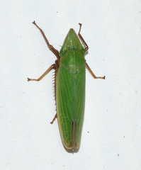 Draeculacephala bradleyi