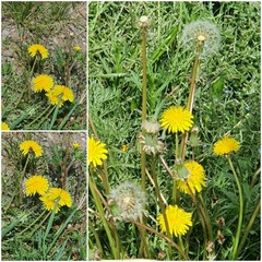 Taraxacum mongolicum, photograph (c) Urgamal Magsar, some rights reserved (CC BY)