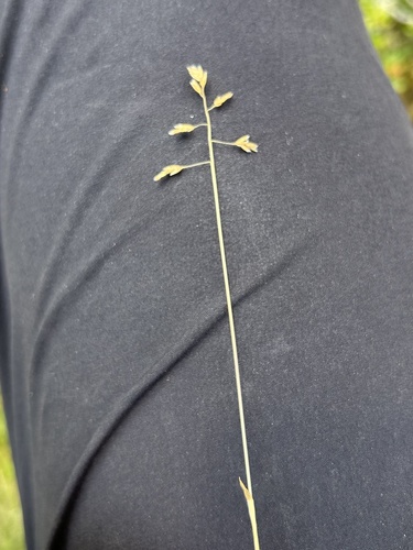 Poa supina, 2026-07-11