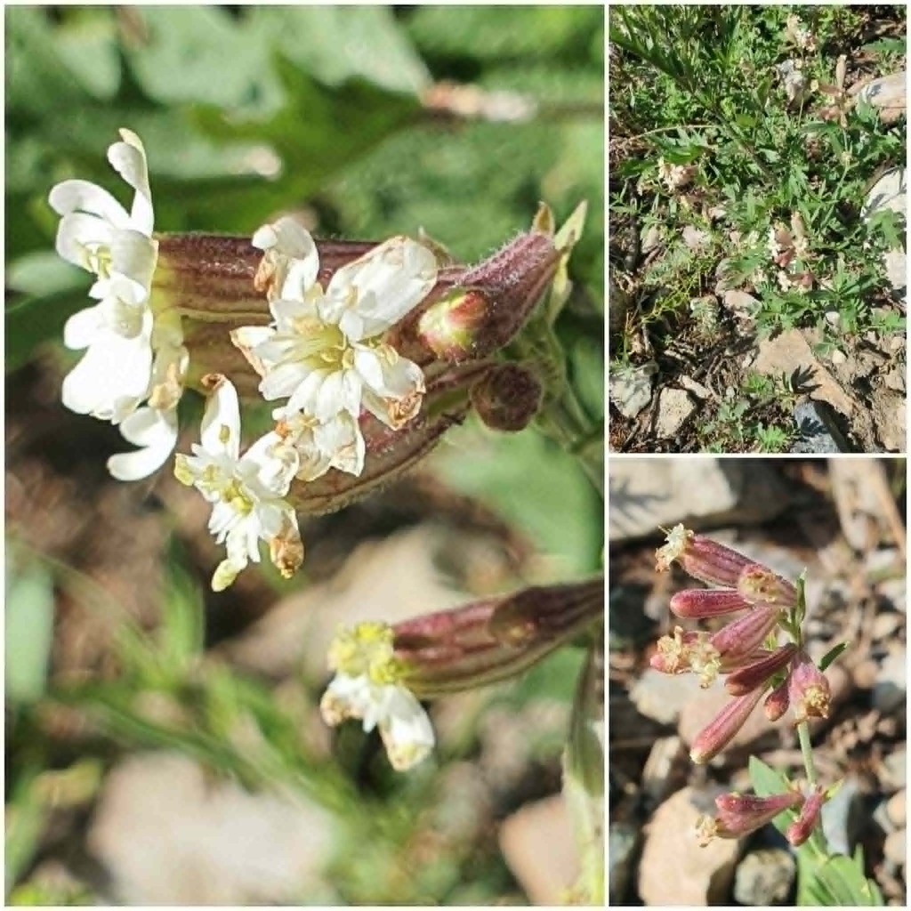 Silene repens; photograph (c) Urgamal Magsar, some rights reserved (CC BY)