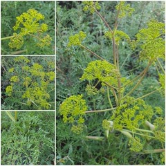 (c) Urgamal Magsar, some rights reserved (CC BY) Ferula songarica, photograph (c) Urgamal Magsar, some rights reserved (CC BY)