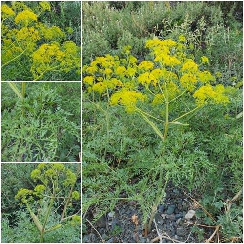 Ferula songarica, photograph 3