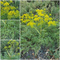 (c) Urgamal Magsar, some rights reserved (CC BY) Ferula songarica, photograph (c) Urgamal Magsar, some rights reserved (CC BY)