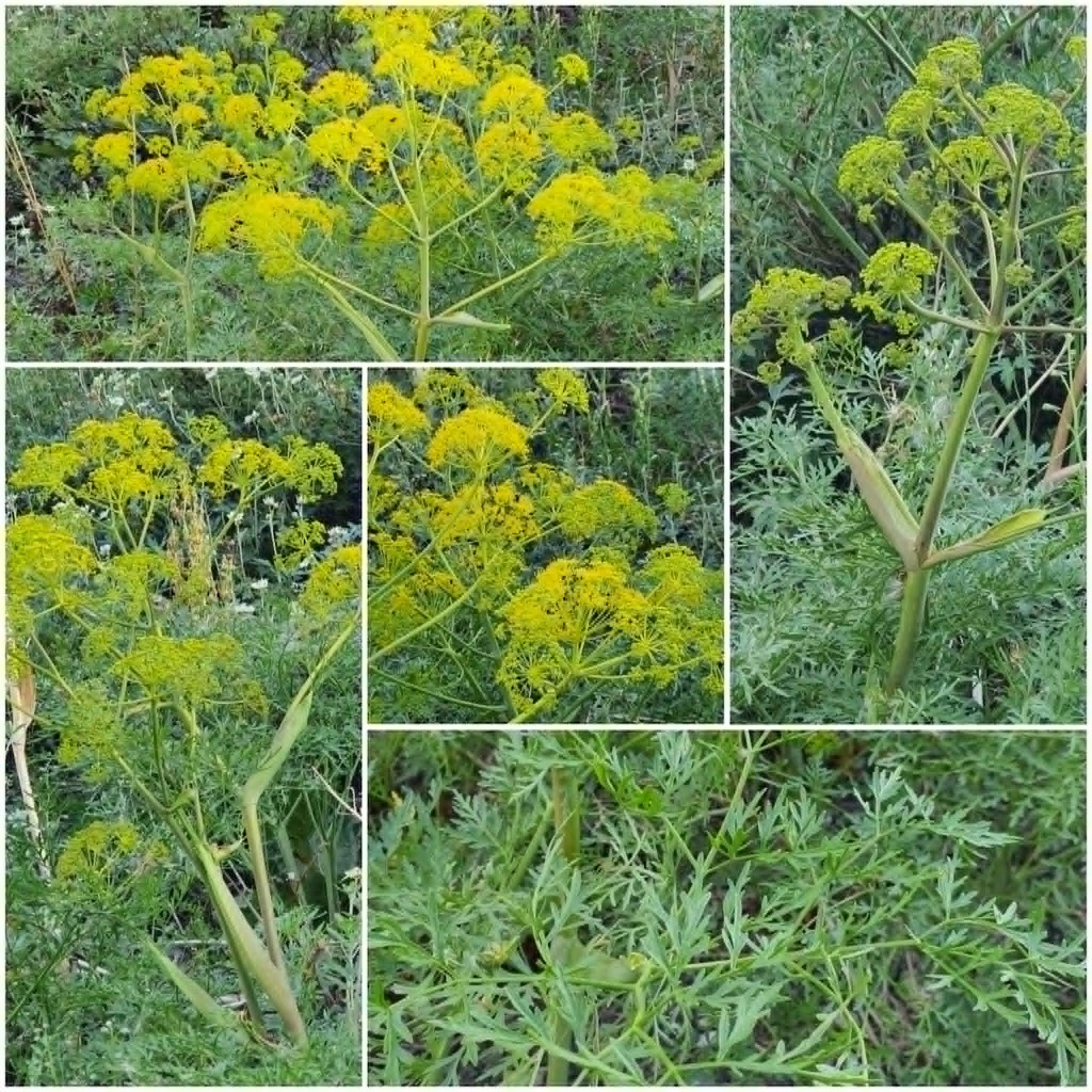 Ferula songarica; photograph (c) Urgamal Magsar, some rights reserved (CC BY)