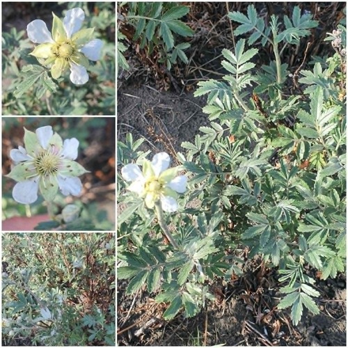 Farinopsis salesoviana