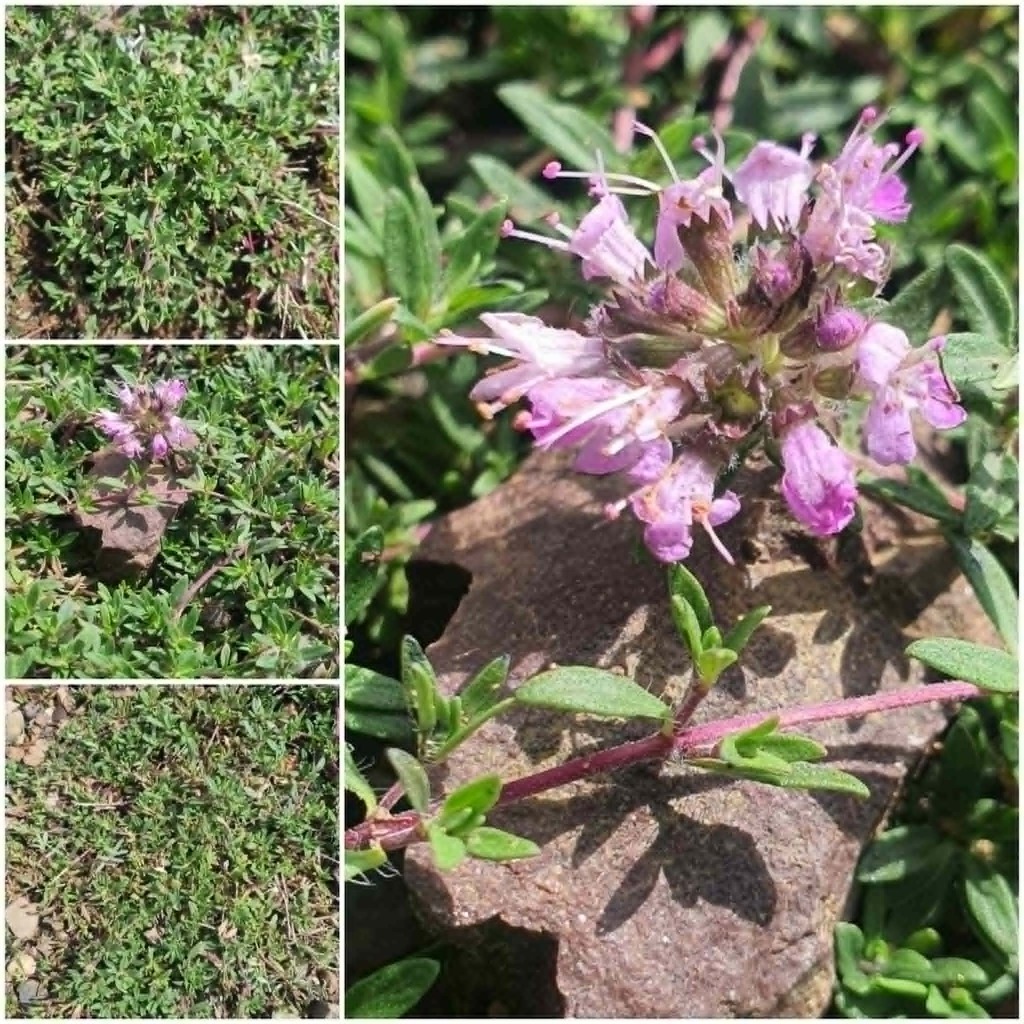 Thymus mongolicus; photograph (c) Urgamal Magsar, some rights reserved (CC BY)