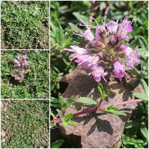 Thymus mongolicus
