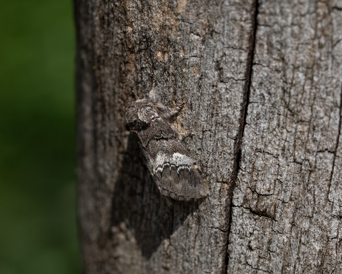 oak marbled brown, Oisterwijk, Nederland, photo 6 of 10