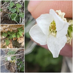 Saxifraga sibirica, photograph (c) Urgamal Magsar, some rights reserved (CC BY)