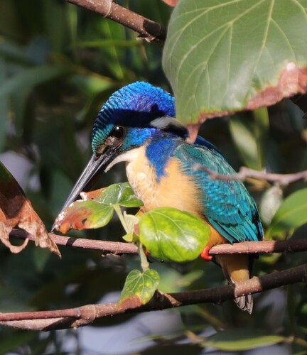 iNaturalist image
