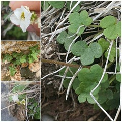 Saxifraga sibirica