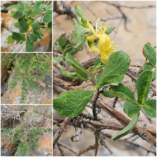 Lonicera hispida