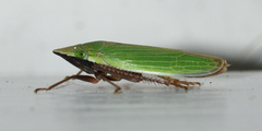 Draeculacephala bradleyi