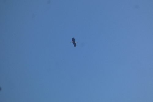 iNaturalist image