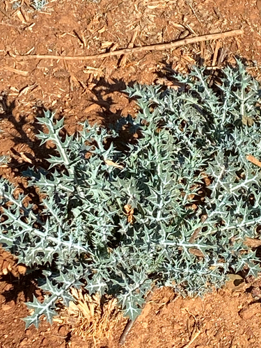 Mexican Poppy