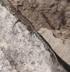 Sceloporus merriami merriami