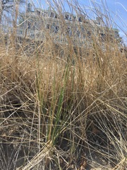 Spinifex sericeus