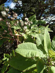 Brachyglottis hectorii