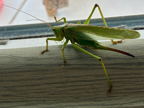 Great Green Bush-cricket